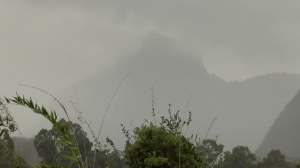 Проливной Дождь Азиатском Тропическом Лесу — стоковое видео