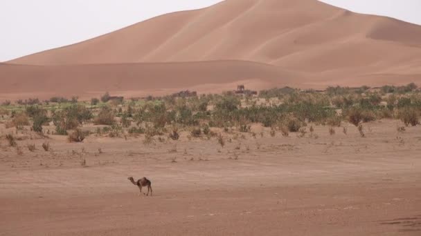 Camel Walking Big Sand Dune Sahara Desert — Stock Video