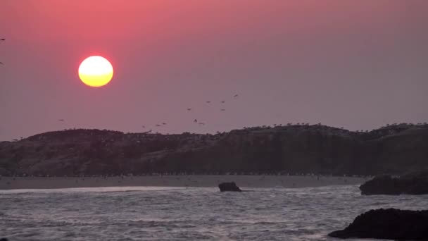 Essaouira Moroco 4Kに空を飛ぶカモメと日没の背景 — ストック動画