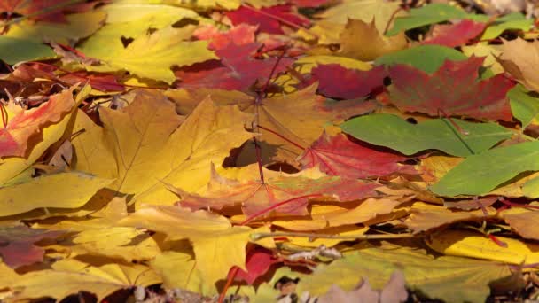 背景与秋天五彩斑斓的叶子 — 图库视频影像