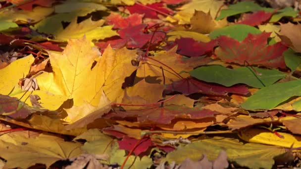 Φόντο Φθινοπωρινά Πολύχρωμα Φύλλα — Αρχείο Βίντεο