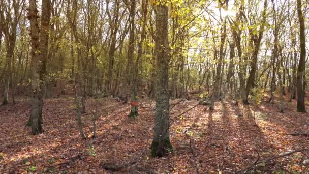 Landschaft Mit Fallenden Gelben Blättern Herbstwald Panorama — Stockvideo