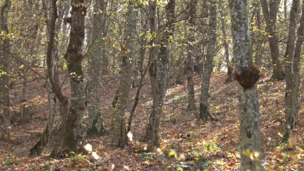 Landskap Med Fallande Gula Löv Höstskogen — Stockvideo