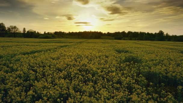 夕日の美しい開花菜の花畑と風景 タイムラプス4K — ストック動画