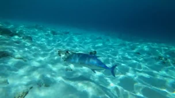 インド海の熱帯水の中を泳ぐ巨大なトレバル Caranx Ignobilis — ストック動画