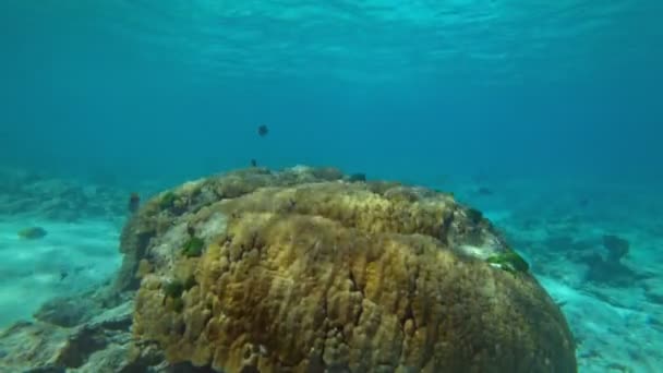 Mundo Subaquático Ilhas Similares Corais Peixes Tropicais Tailândia — Vídeo de Stock