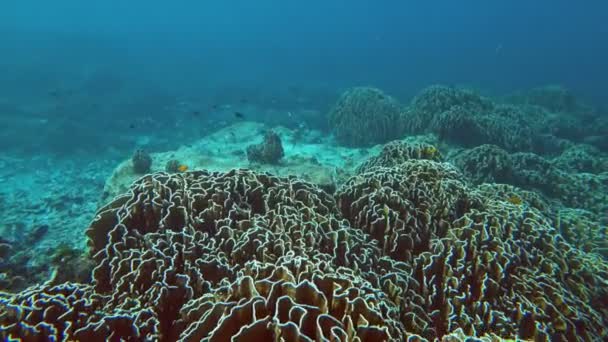 Undervattensvärlden Similan Öar Koraller Och Tropiska Fiskar Thailand — Stockvideo