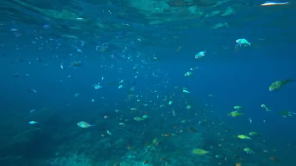 Κοπάδια Μικρών Ψαριών Στη Θάλασσα Κάτω Από Νερό — Αρχείο Βίντεο