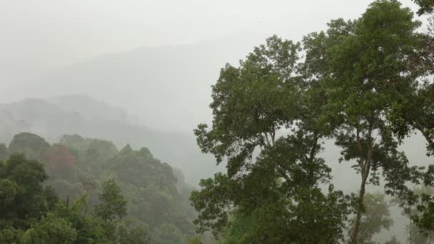 Lluvia Fuerte Bosque Tropical Asiático — Vídeos de Stock