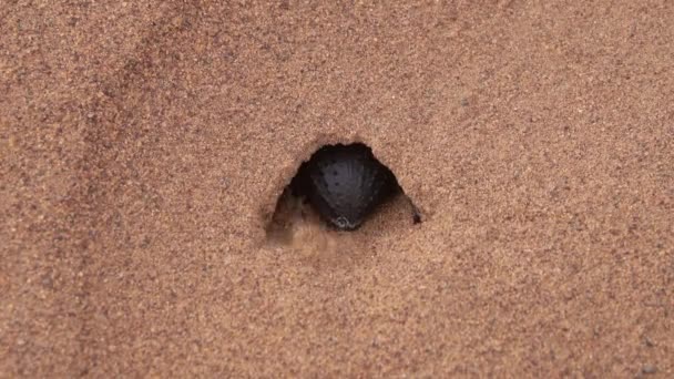 Scarab Beetle Digs Mink Sand Sahara Desert — Stock Video