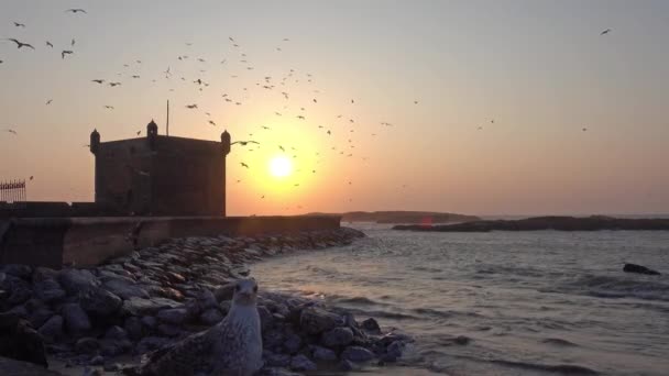 Essaouira Φρούριο Σιλουέτα Φόντο Ηλιοβασίλεμα Ουρανό Ιπτάμενους Γλάρους Στο Μαρόκο — Αρχείο Βίντεο