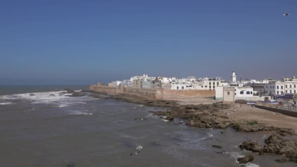 Légi Kilátás Sirályok Felett Essaouira Óváros Atlanti Óceán Partján Marokkó — Stock videók
