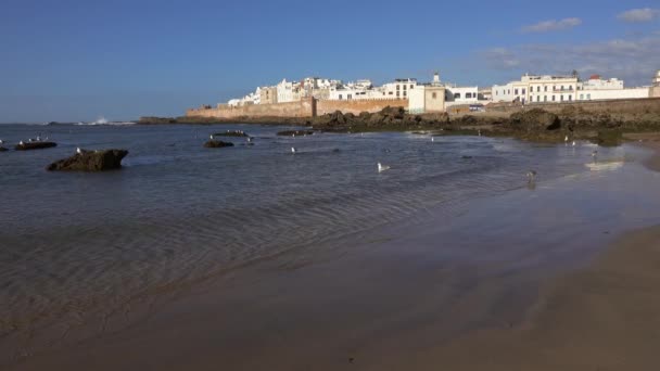 摩洛哥埃索乌拉市在日落时分与海鸥在海滩上的前景 — 图库视频影像