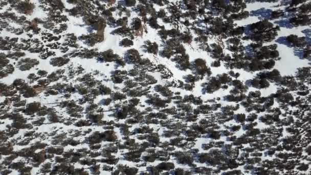 Vista Aérea Las Montañas Nevadas Del Atlas Cubiertas Bosque Marruecos — Vídeo de stock