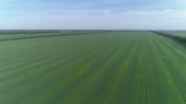 Flug Über Grüne Landwirtschaftliche Felder Frühling — Stockvideo