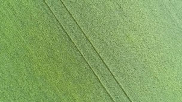 4Kの緑の農業分野の空中トップビュー — ストック動画