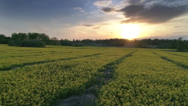 Letecký Pohled Krásné Kvetoucí Řepkové Pole Při Západu Slunce — Stock video