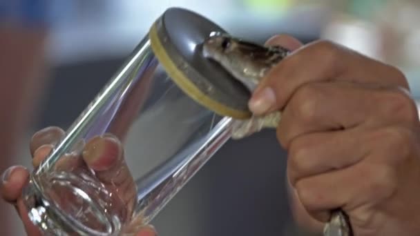 Cobra serpiente morder un vaso y envenenamiento — Vídeos de Stock