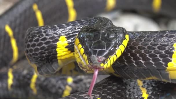 Serpiente de manglar amarilla y negra — Vídeos de Stock