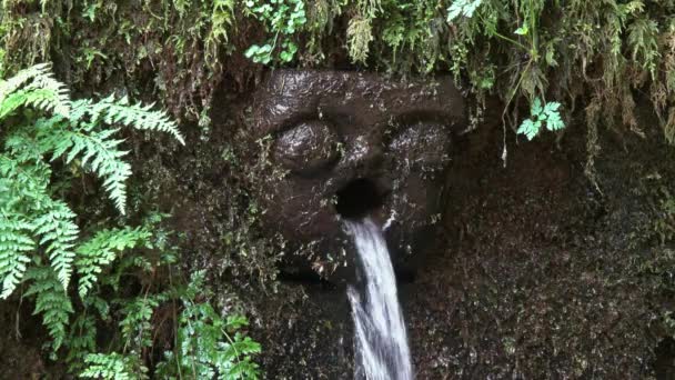 Brunnen im geheimnisvollen Wald von Bussaco — Stockvideo