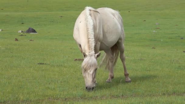 Koń wypasany na pastwiskach górskich w Mongolii — Wideo stockowe