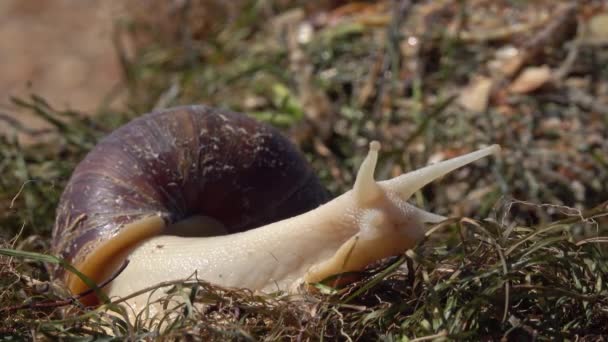 Caracol gigante africano Achatina sobre hierba — Vídeos de Stock