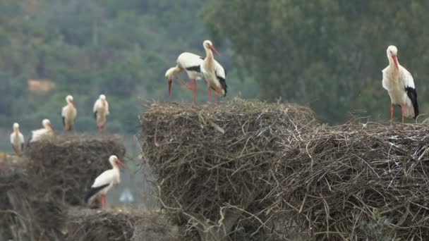 Hvite storker i redet, Portugal – stockvideo