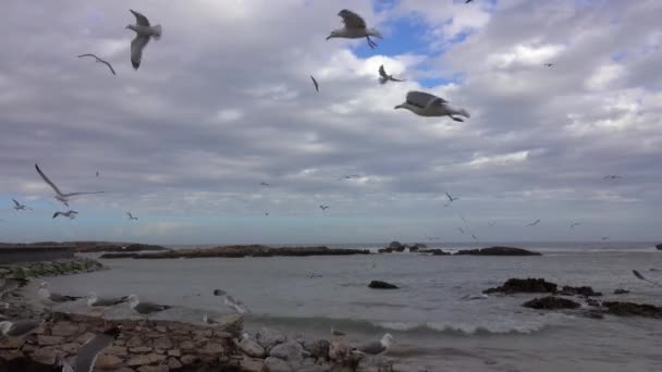Океанские волны над скалами и много летающих чаек — стоковое видео