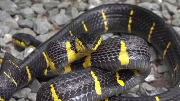 Sárga és fekete mangrove kígyó — Stock videók
