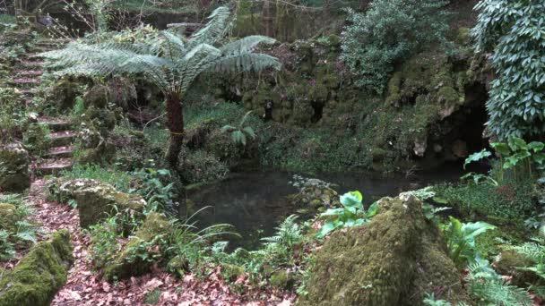 Stagno nella misteriosa foresta di Bussaco — Video Stock