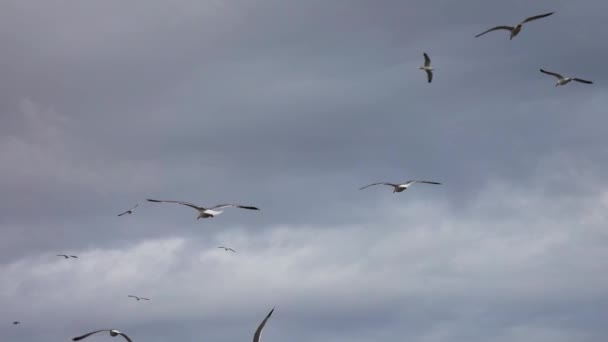 Muchas gaviotas vuelan contra el cielo nublado — Vídeo de stock