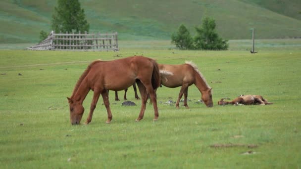 Pascolo di cavalli sui pascoli di montagna in Mongolia — Video Stock