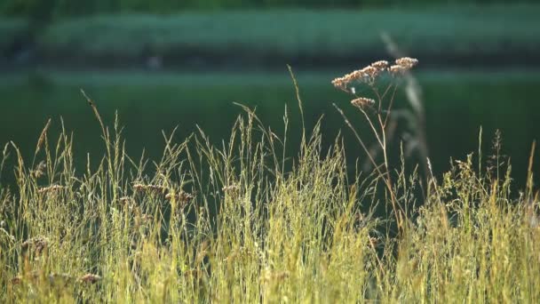 Тло природи трави вранці — стокове відео