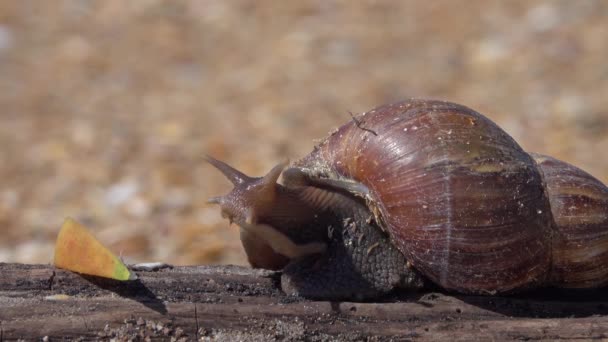 Caracol gigante africano Achatina comiendo fruta de manzana — Vídeos de Stock