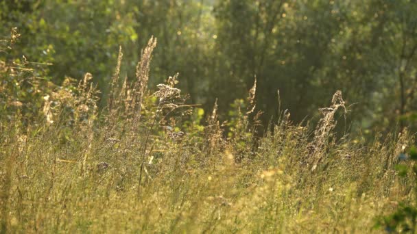 Gras en zon natuur achtergrond in de ochtend — Stockvideo