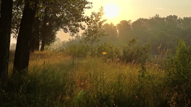 Träd och gräs natur bakgrund på morgonen — Stockvideo