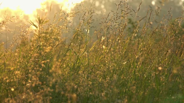 Gräs och sol natur bakgrund på morgonen — Stockvideo