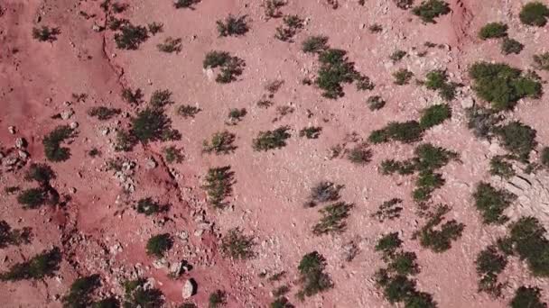 Dağlarda Doğal Habitatlarında Argan Ağaçlarıyla Hava Manzarası Fas — Stok video