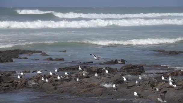 Gaviotas Volando Sobre Las Olas Cerca Orilla Del Mar Cámara — Vídeos de Stock