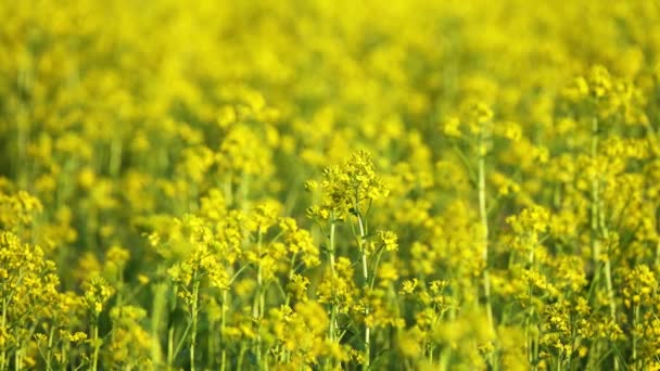 Campo Agricultura Con Colza Flores Amarillas — Vídeos de Stock