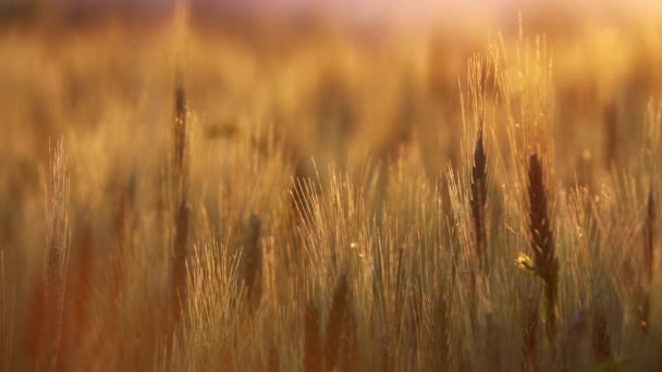 Уши Пшеницы Закрываются Закате — стоковое видео