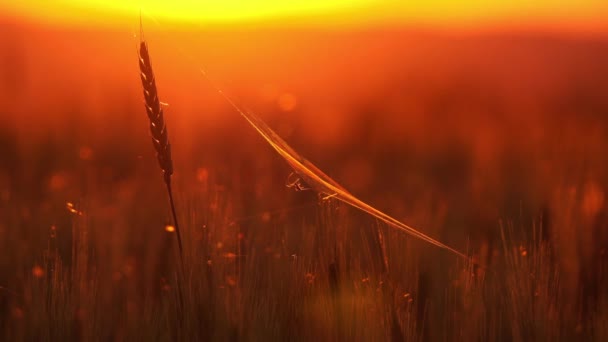 Spider Cobweb Ears Wheat Sunset — Stock Video