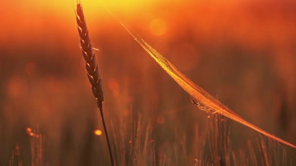 クモとクモの巣の小麦の耳に近い日没で — ストック動画