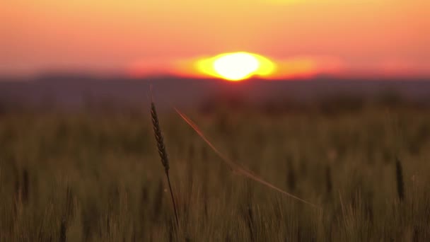 Ragno Ragnatela Sulle Spighe Grano Tramonto Timelapse — Video Stock