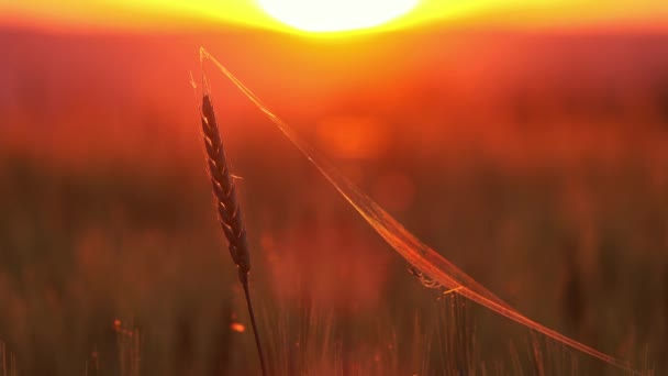 クモとクモの巣の小麦の耳に近い日没で — ストック動画