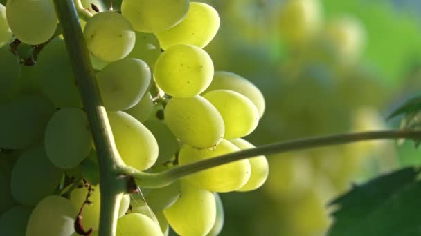 一束成熟的葡萄在阳光下的枝条上 — 图库视频影像