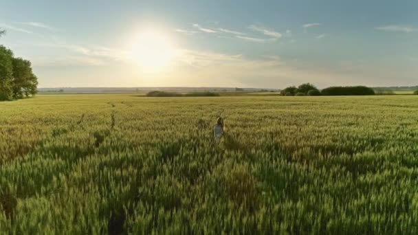 美しい女の子が夕日の小麦畑を歩いて 空中ビュー4K — ストック動画
