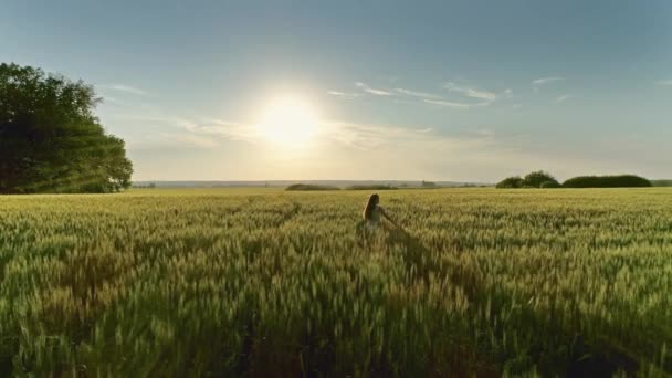 美丽的姑娘日落时在麦田里散步 空中看到4K — 图库视频影像