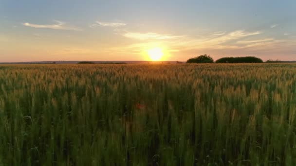 Voando Sobre Campo Trigo Pôr Sol — Vídeo de Stock