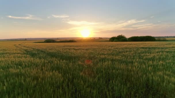 Volando Atardecer Sobre Campo Trigo — Vídeo de stock